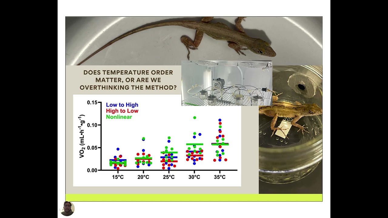 Sequential Temperature Acclimation and Metabolic Rate: Order- Dependent Effects in Lizards