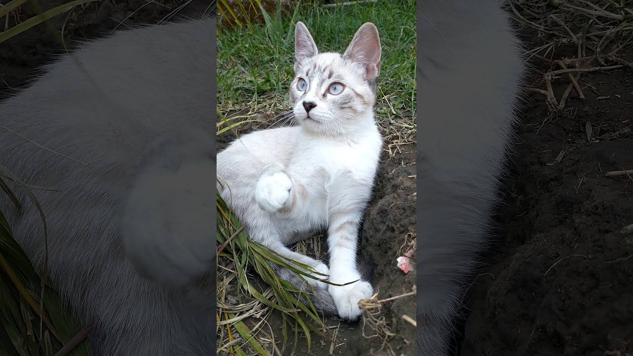 🐱 Un Gato olfatea en una tarde fresca... | A cat sniffs on a cool afternoon