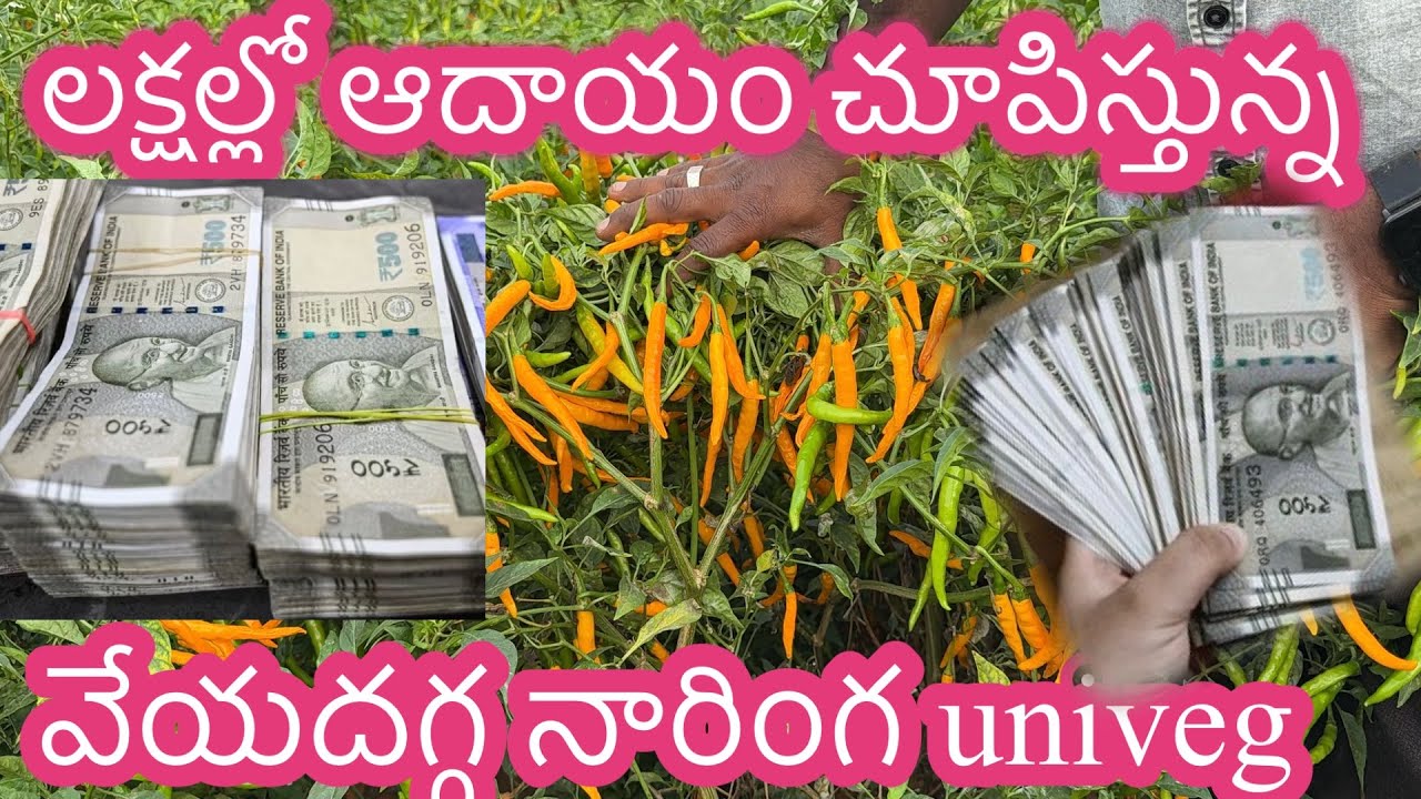 #naringa #yellowgold #univeg #toprates #9701330201 #mirapalo #top 