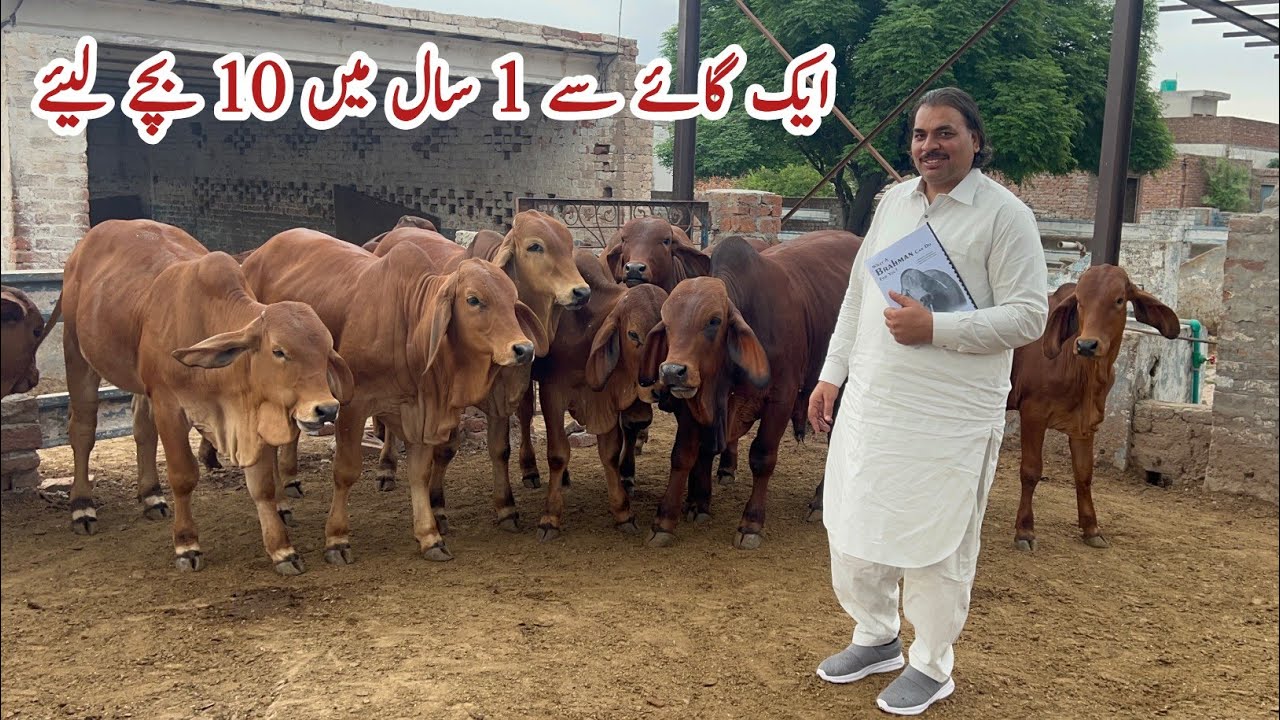 A Brahman Cow gave Birth to 10 Calves in 1 Year / Embryo Transfer Technology #cow  #cattle #farming