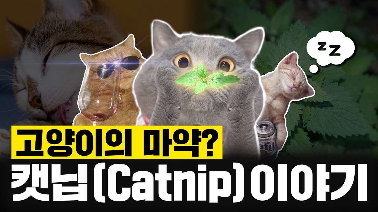 고양이 마약!  '캣닙'에 대한 모든 것  - 펫스팟 고양이 정보