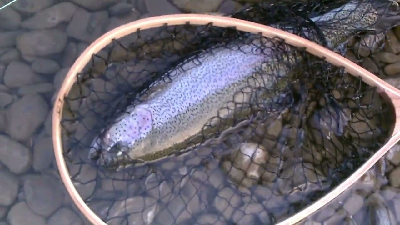 M V O  Fly Fishing  Quarta parte potenti iridee pescando a mosca secca   Realizzato con Clipchamp