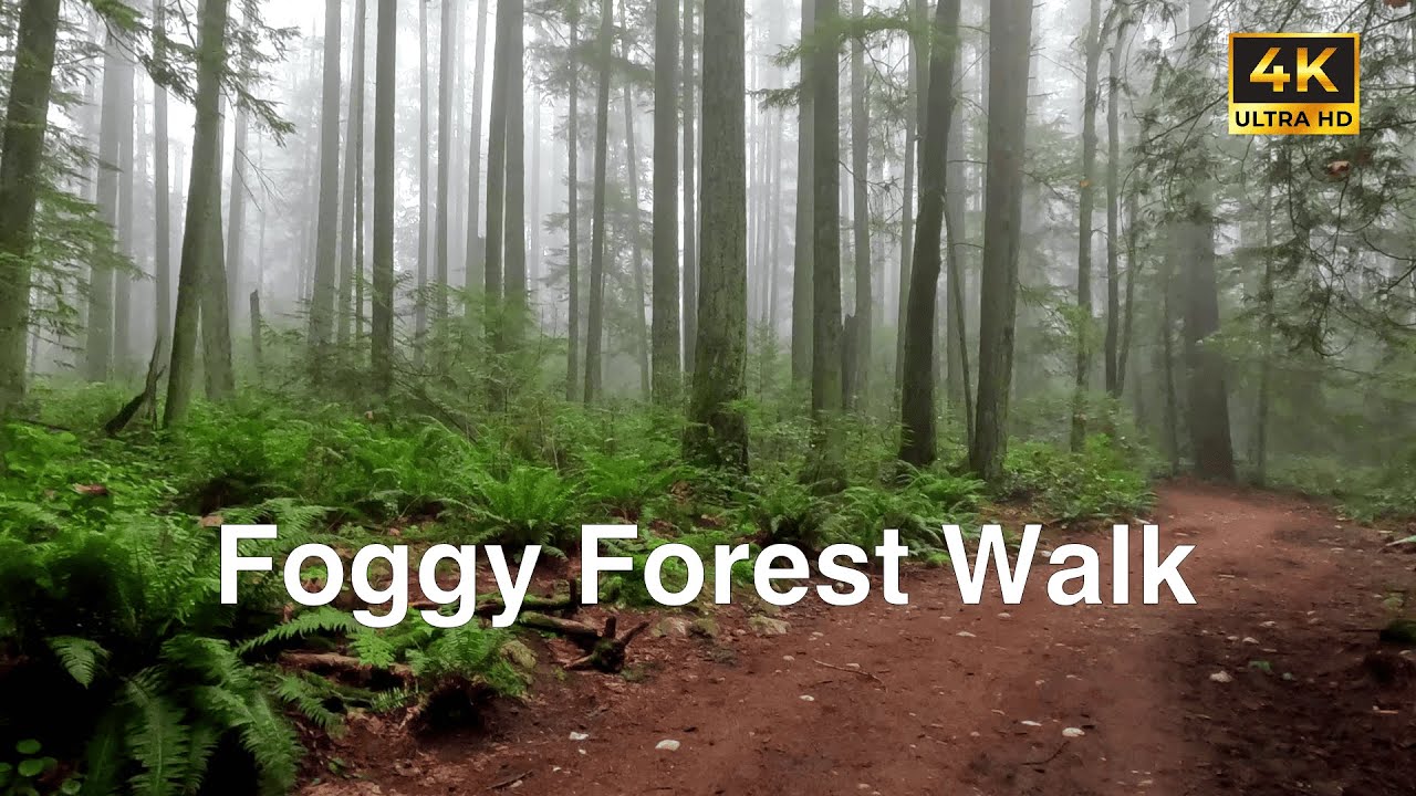 Foggy Forest Walk in Pacific Spirit Regional Park 🌲 in Winter| Vancouver, BC, Canada 🇨🇦| Relaxing 4K