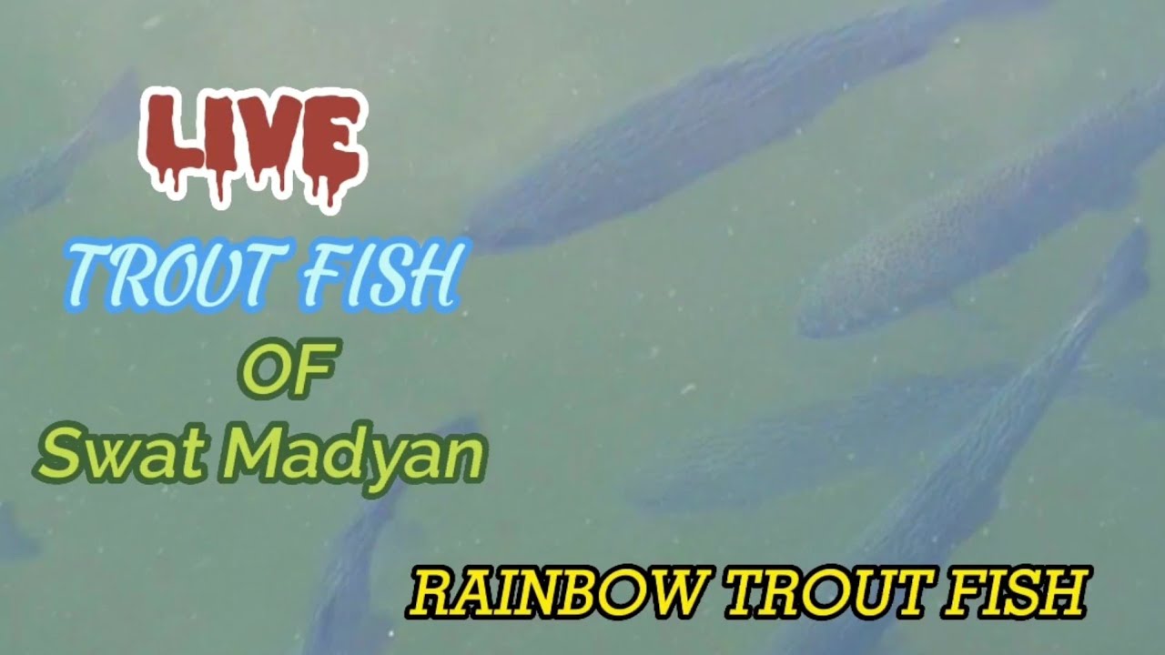 Rainbow trout fish of Swat, Madyan, Chail. #MajesticSwat