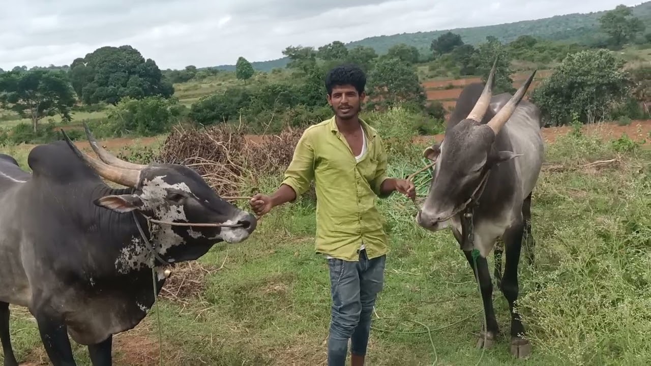 Awesome Amruth Mahal Working Bull pair of farmer Santhosh,Channamala, Next to Kaddu shivanahalli,T N