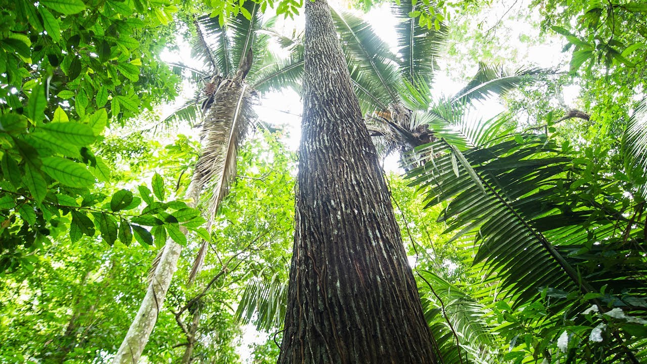 Respect the Amazon - Greenpeace X Guardian