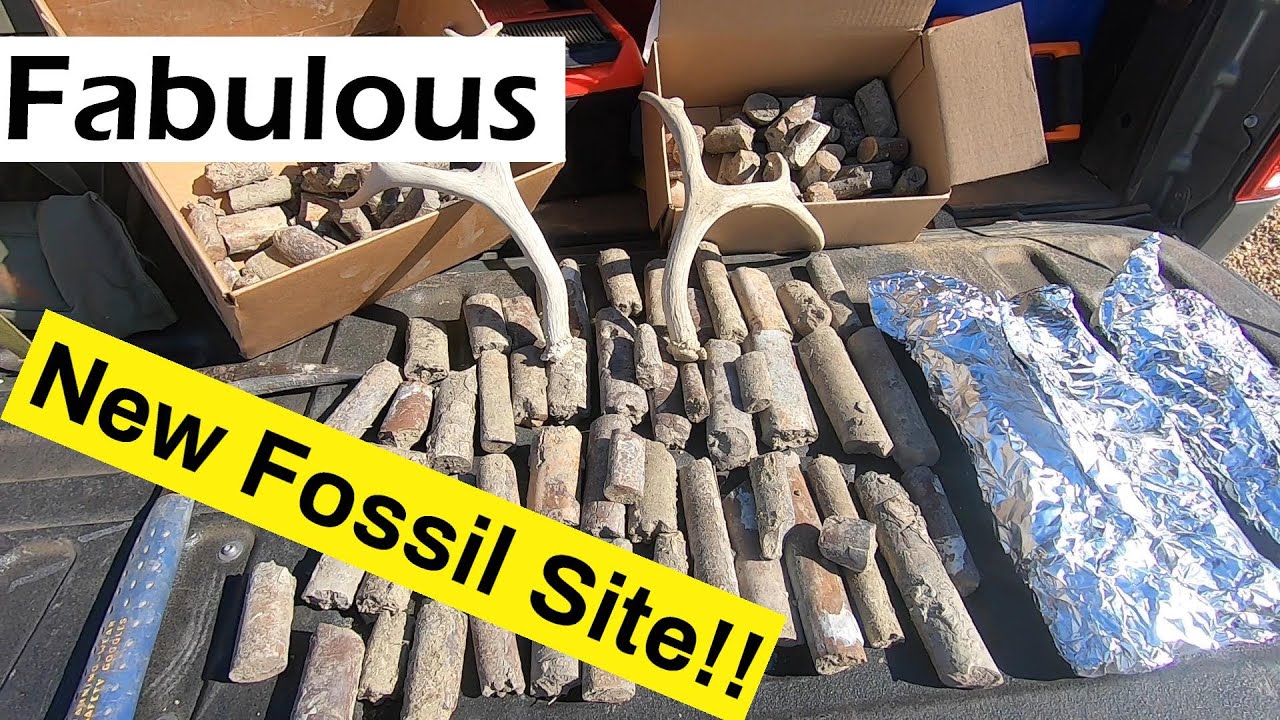 Amazing New Fossil Site Found!