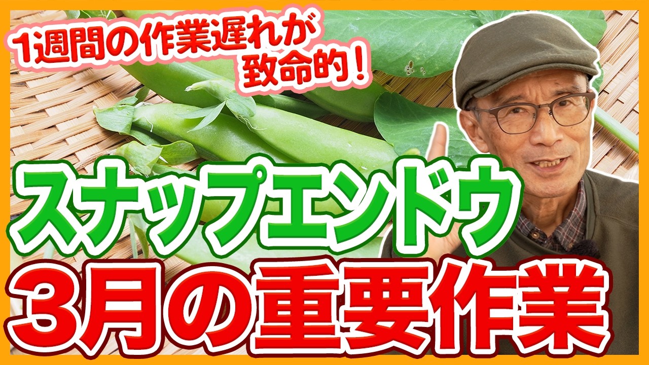家庭菜園や農園のスナップエンドウ栽培で3月の重要作業！遅れずお世話するコツとスナップエンドウの育て方！【農家直伝】