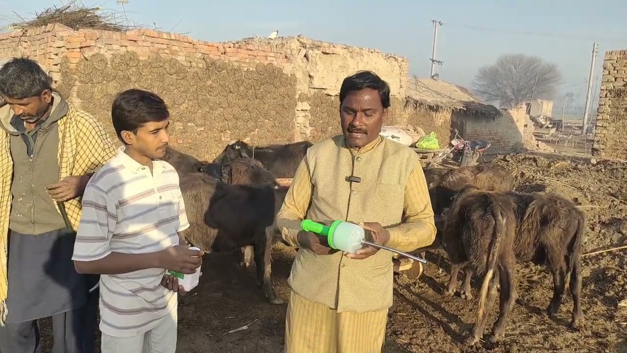 کٹا فارمنگ صابر شیرازی کے ساتھ ڈیورمنگ 