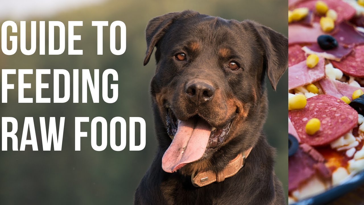 Extremely Useful Tips For Rottweiler Raw Feeding