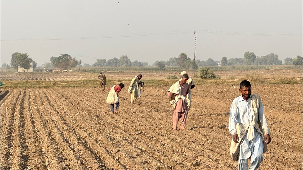 Extrex new seed planting