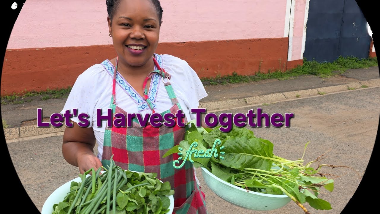 A Bountiful Harvest from my Small Garden// Let's Harvest Together // Nairobi Life🥬🍅