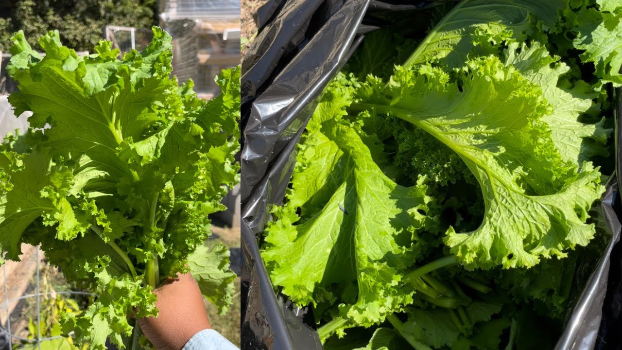 Our first harvest of mustard and turnip greens! | Fall 2022 Garden