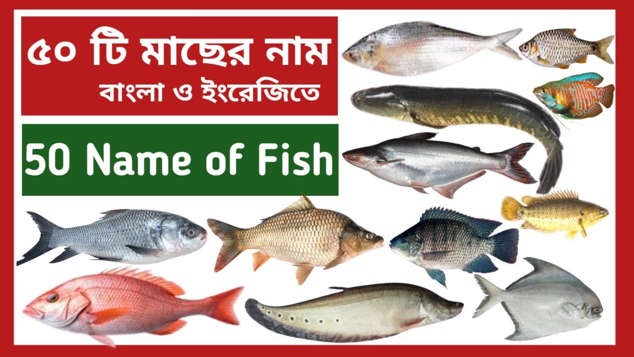 Fish Name | ৫০টি মাছের নাম বাংলা ও ইংরেজিতে | 50 Name of Fish Bangla to English | Fish name for kids