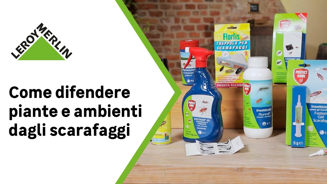 Come eliminare gli scarafaggi in casa | Leroy Merlin