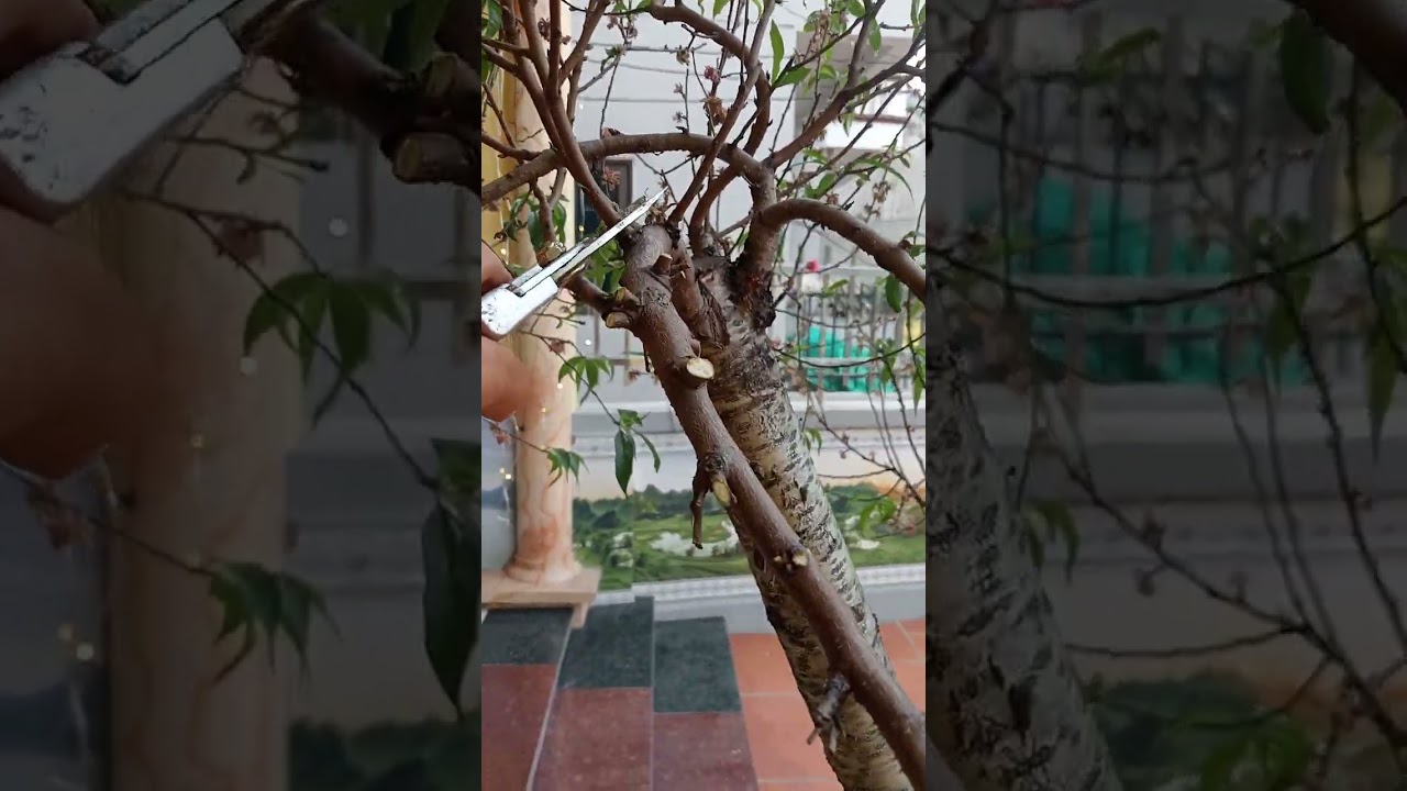 E đi thu lại đào cho thuê về trồng lại mọi người ạ e chúc cả nhà buổi chiều vui vẻ ạ 