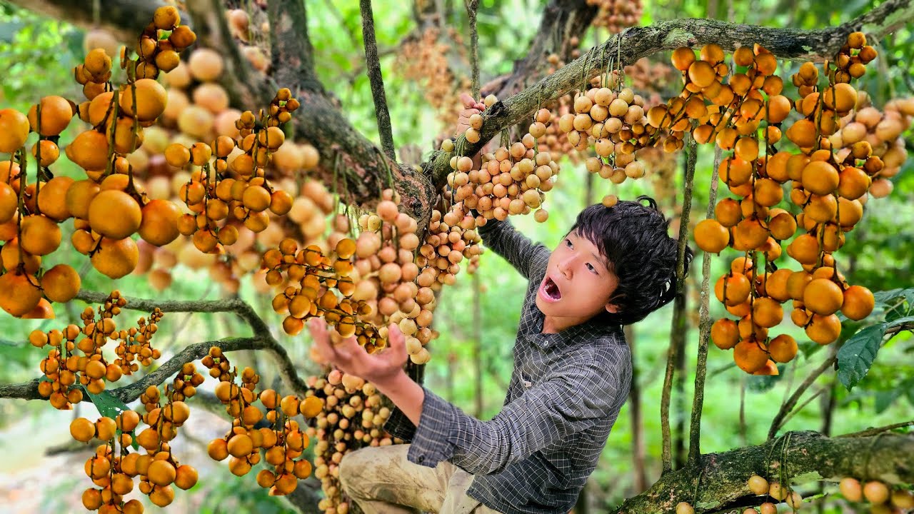 Orphan boy picks giant wild fruits to sell at market with baby - building new house