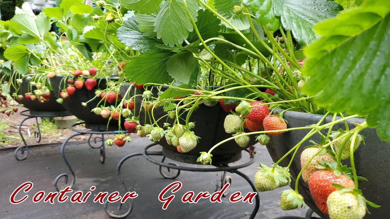 Container Garden for Strawberry | Home Garden | NJ and TX Garden