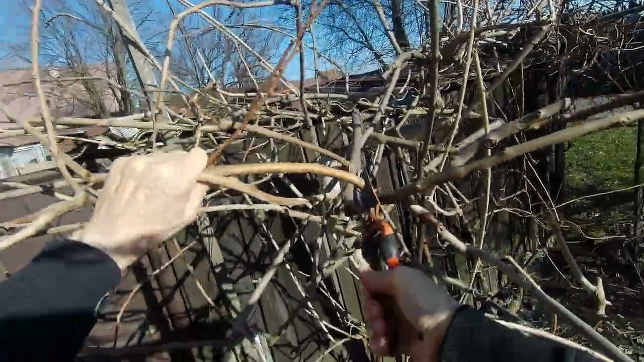 28. 2. 2026 . - Řez kivi, část 5 - 3.418 video - 20250715 0028 2 2026 2938