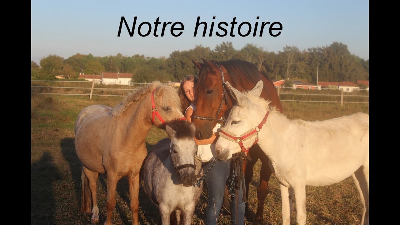 Présentation des poneys ~ Dreamy riders