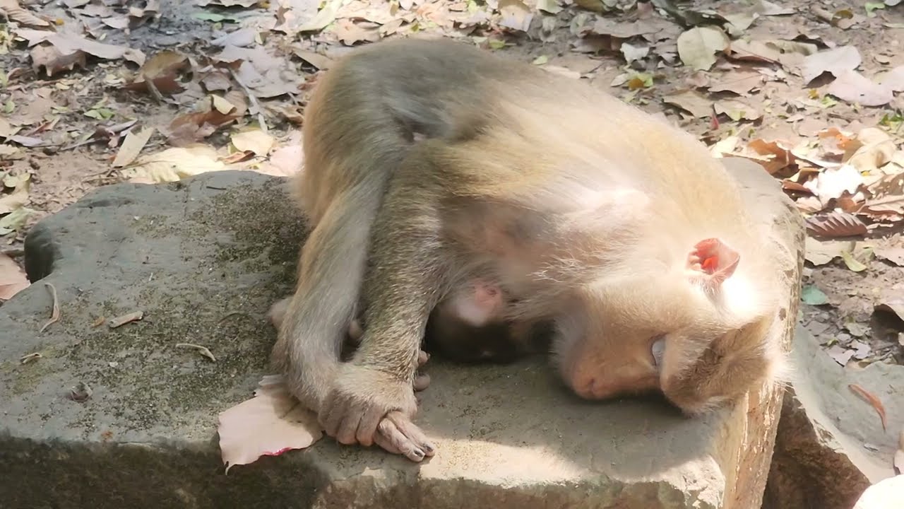 Mother__ heart...! Po__or Mom Libby after giving birth #shortvideo
