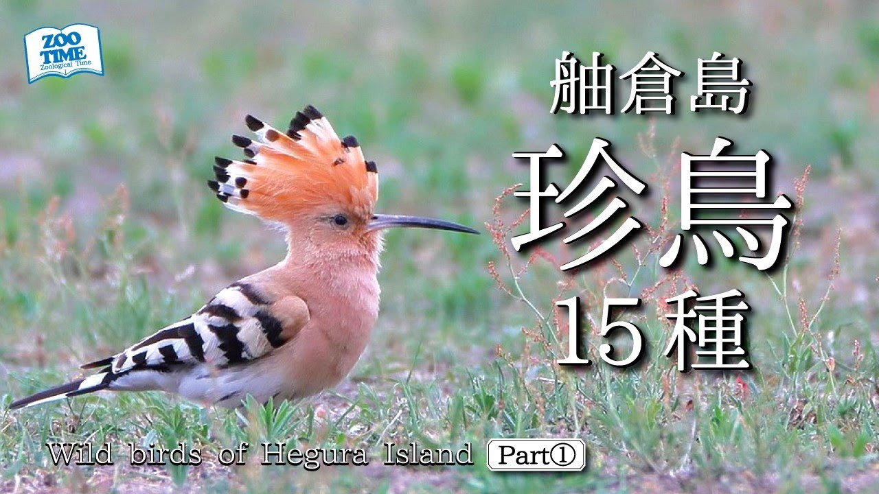 【㊽舳倉島の記録】出会った珍鳥15選 Part①  Wild birds of Hegura Island @ZOOTIMEch ​