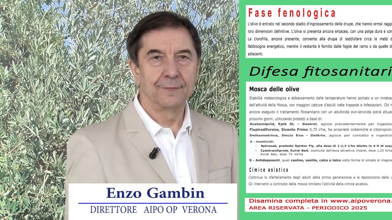 Periodico olivo 22 Agosto 2025