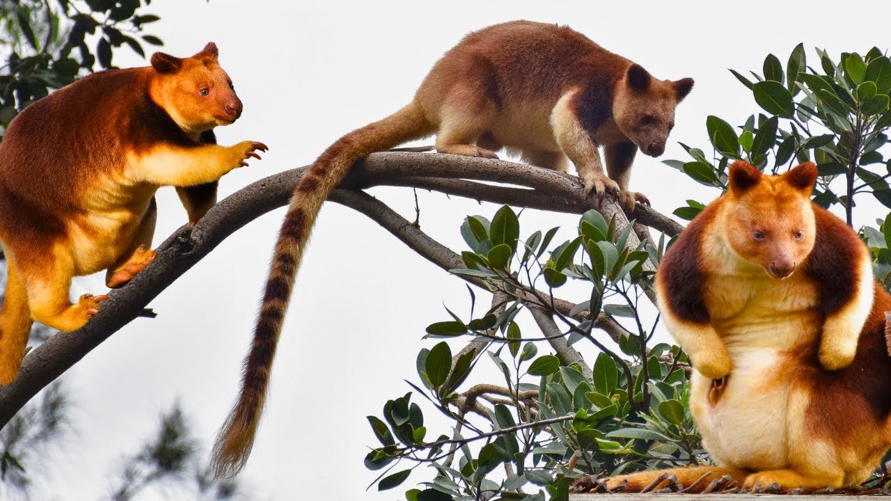 Tree Kangaroo&mdash;The Climbing Kangaroo of the Rainforest