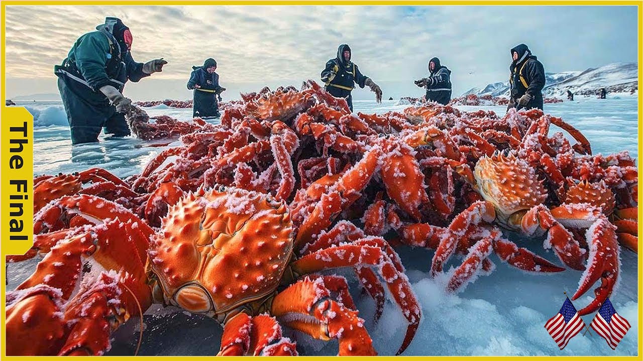 Discover How American Fishermen Are Redefining The King Crab Industry - Farming Documentary