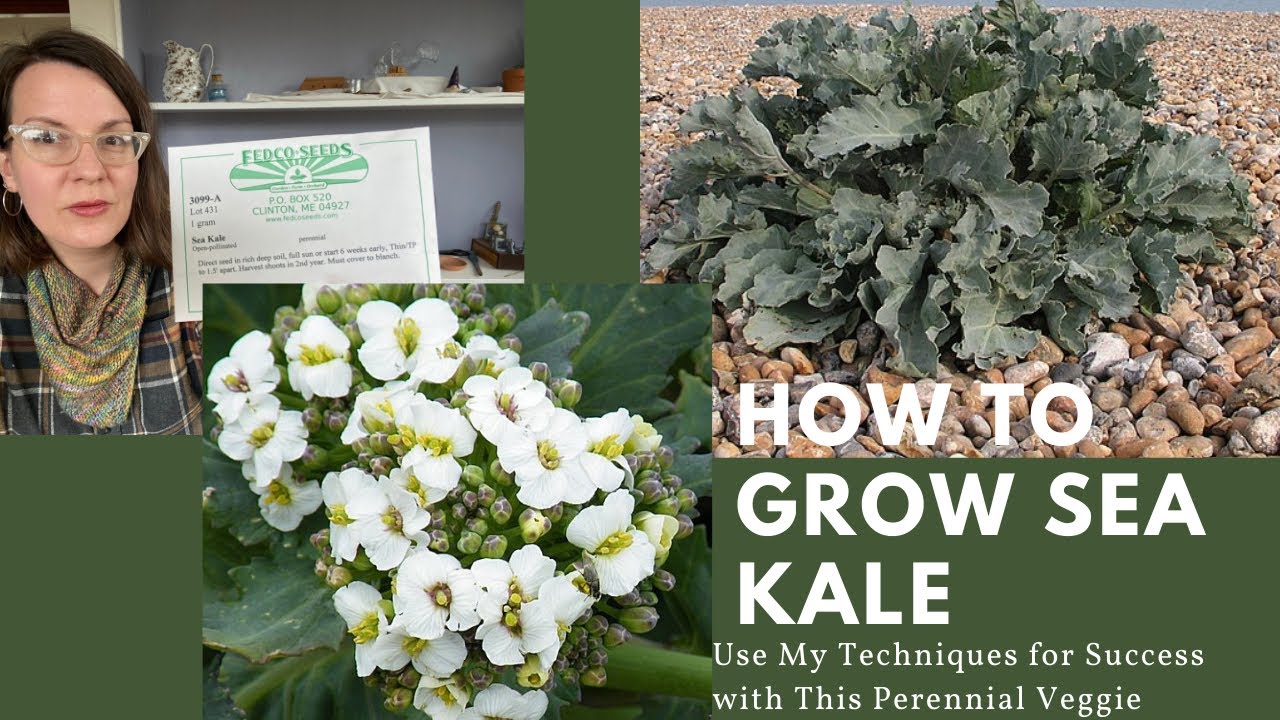 How to Start Sea Kale from Seed and Enjoy this Perennial Veg for Years to Come