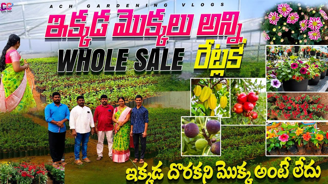 Best biggest wholesale plant nursery |ఇక్కడ మొక్కలుWholeSale ధరలకే| ఇవే కాదు మట్టి కూడా |#nursery
