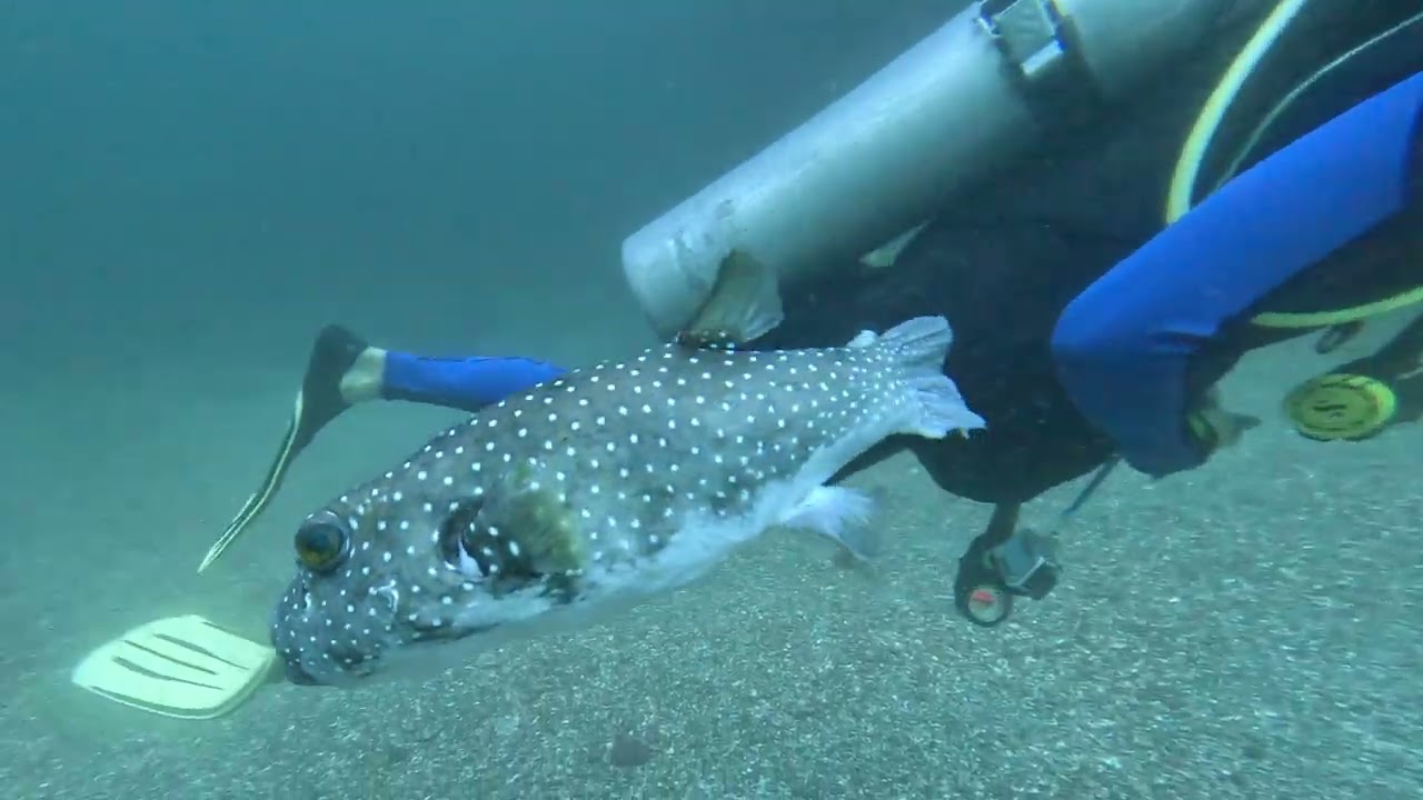 Sharks & Massive Fish Schools | Scuba Diving Islas Santa Catalina (South Route)