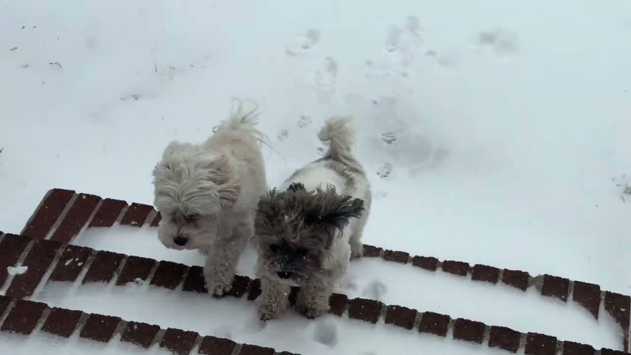 “Fresh Tracks”  starring  Harold & Ernesto 1/25/26 