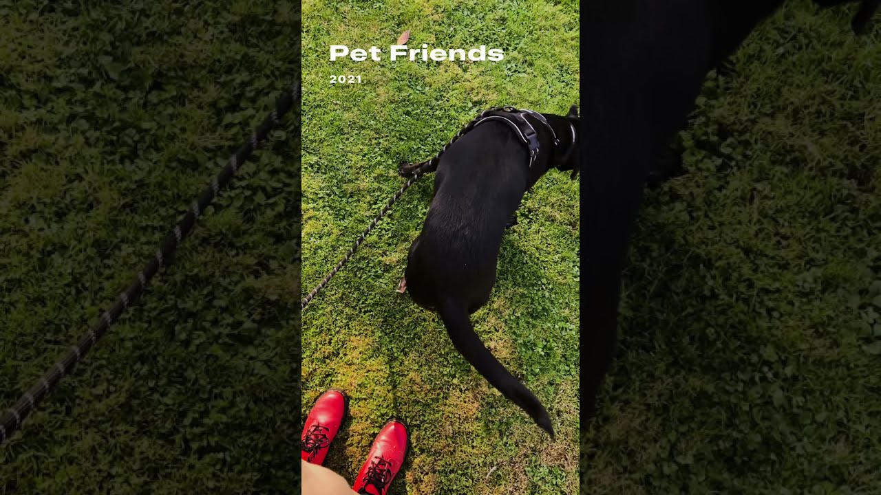 Pet Friends 2021 - North Devon, UK 🇬🇧 - BritishGirlExplores #BGEsquad