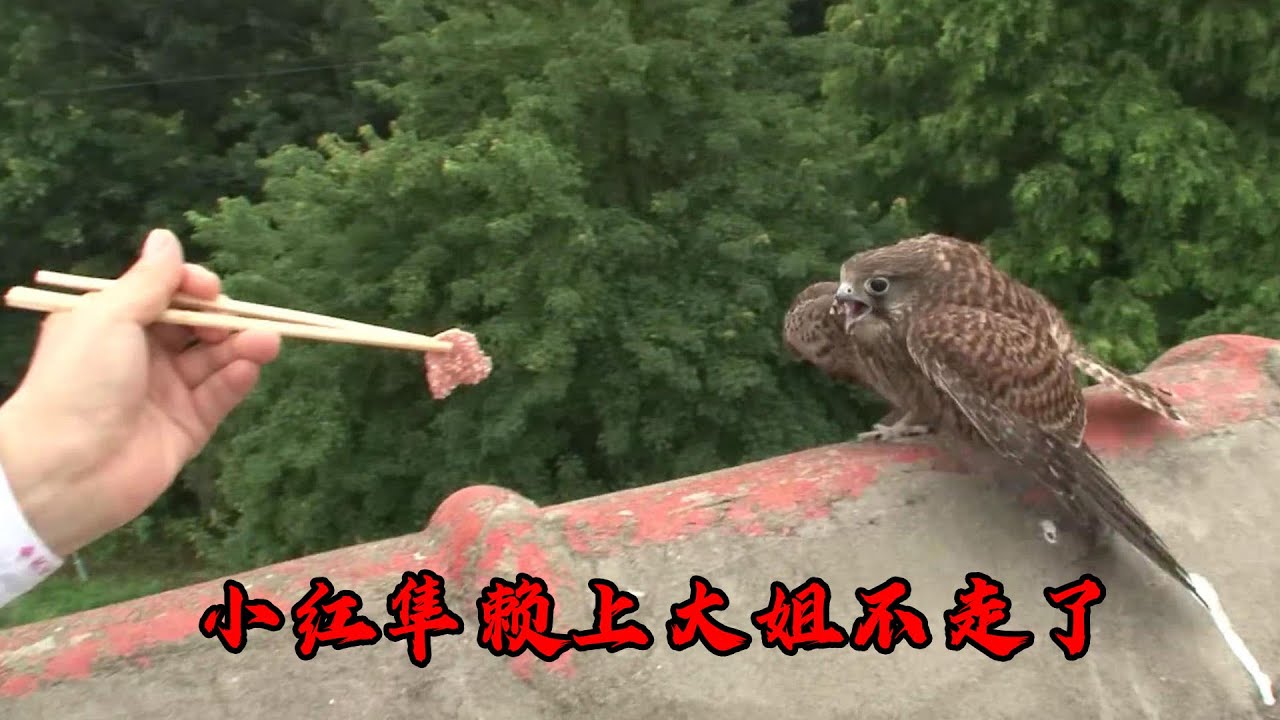 刚出生的小红隼落难！经过大姐细心照料，长大后竟懒着不走了