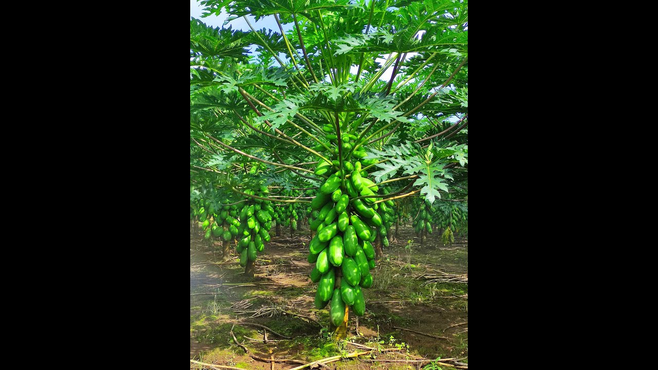 Manejo de Bacterias y Fitoplasmas - Cultivo de Papayas