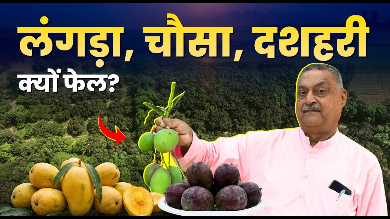 उत्पादन 45%, एक्सपोर्ट सिर्फ 1%, विदेश क्यों नहीं जाते Indian Mango
