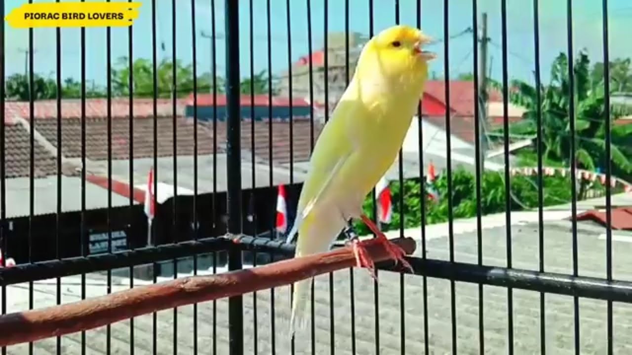 ATASI KENARI MALAS BUNYI DENGAN TERAPI INI||Suara Burung Kenari Gacor Ngeroll