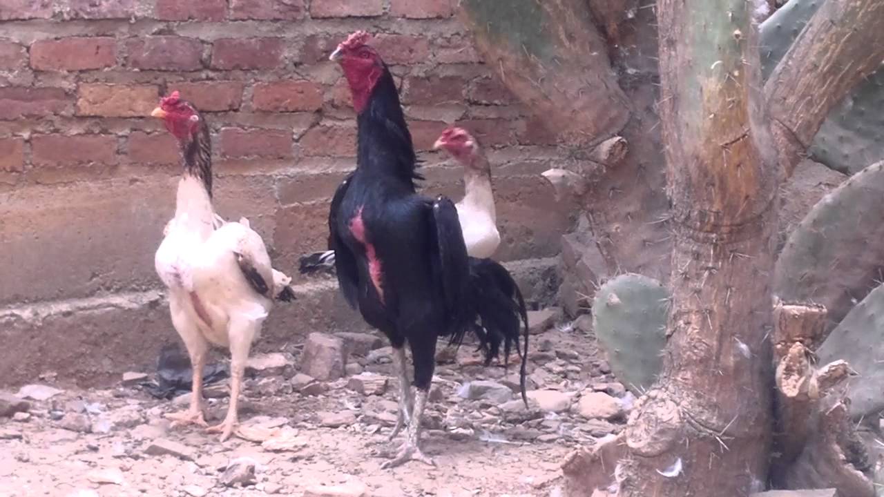 gallo de combate bolivia