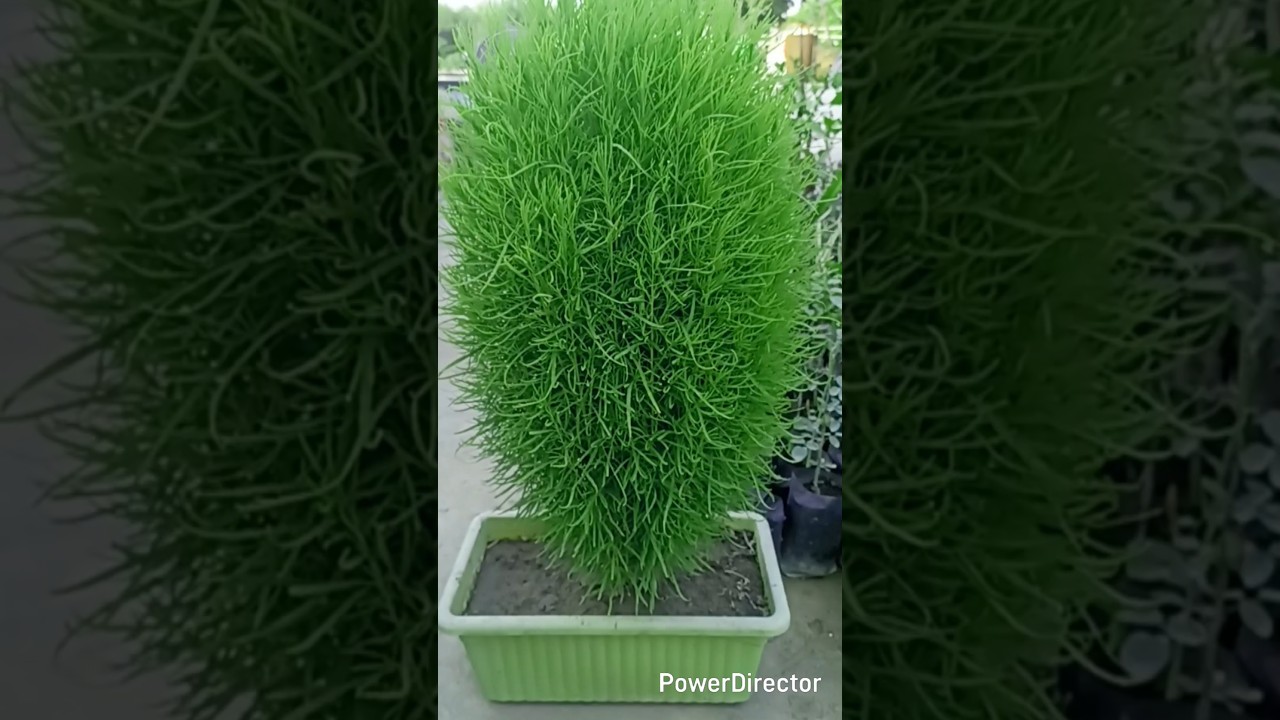 Kochia: The Plant That Solved My Weeds Problems