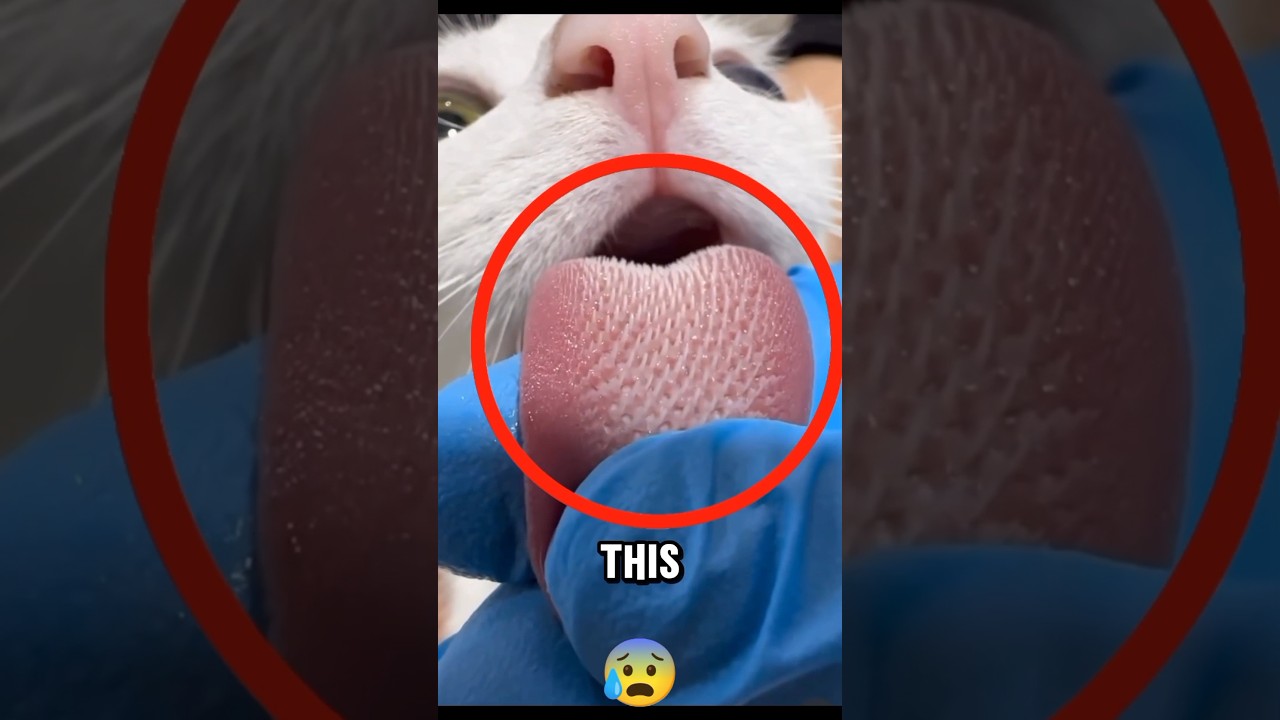 Spiked Tongue of the Cat! 😰