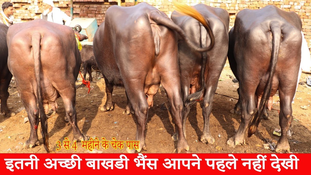 23 नवंबर  video इतनी अच्छी बाखडी भैंस पहले आपने नहीं देखी होंगी 3,4 महीने की चेक पास  बाखडी भैंस 
