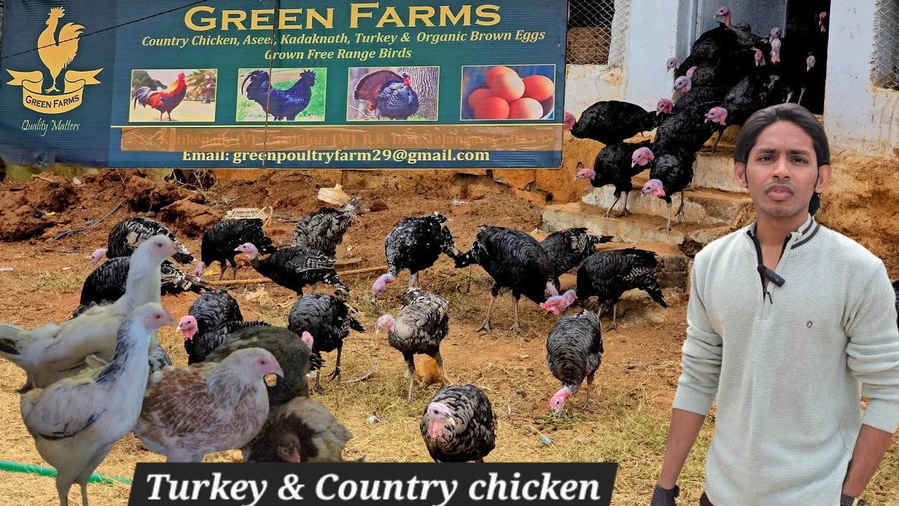 Green farm's Hyderabad shamirpet | Turkey bird's & Country chicken available for meat & breeding 