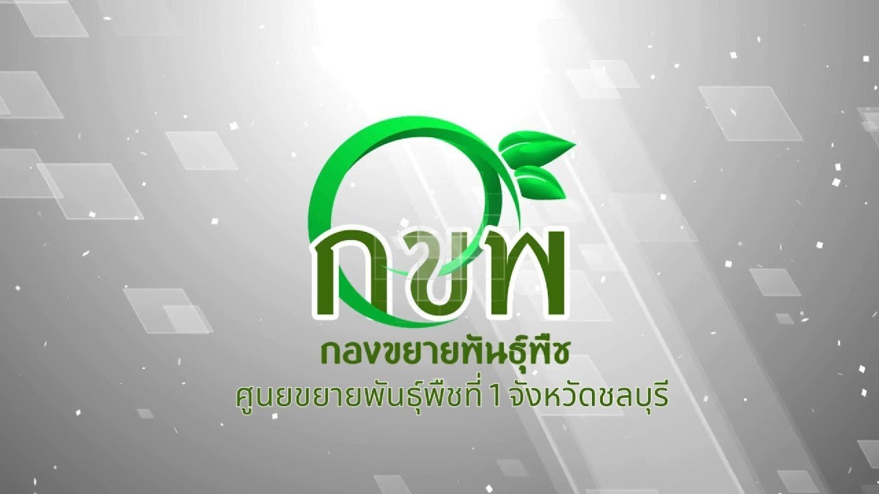 วิธีการขยายพันธุ์ต้นสับปะรดสีด้วยวิธีแยกหน่อ - ศูนย์ขยายพันธุ์พืชที่ 1 จังหวัดชลบุรี