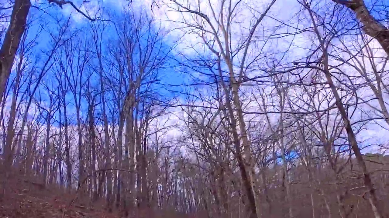 FS 212 - 1.10.26 - Forest Meditations