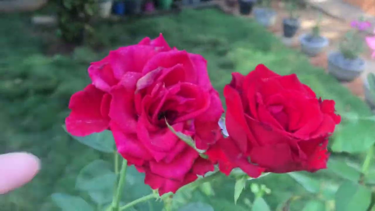 ROTINA DE DONA DE CASA E RECEITA DE UM DELICIOSO BOLO!