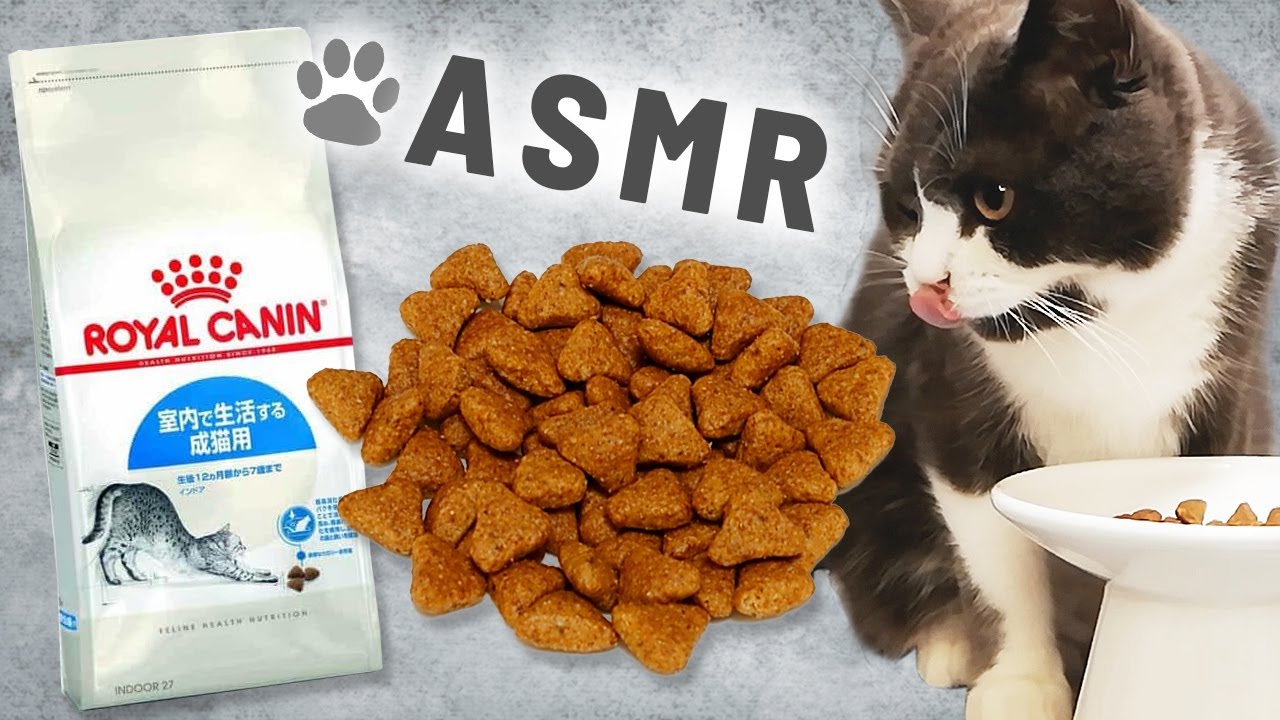 [Кошка ACMP] ▲ Кошка едят треугольник хрустящая пища [звук еды Кот]