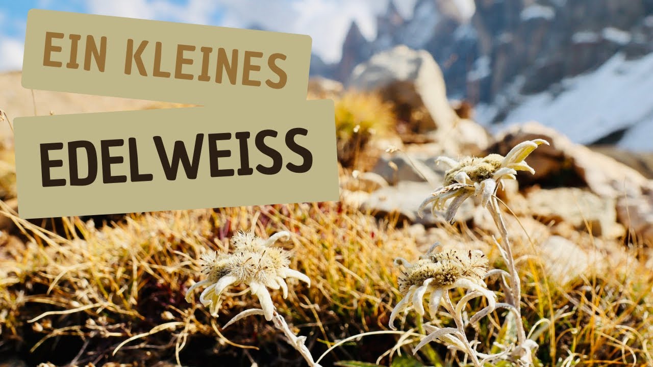 Ein kleines Edelweiss- Steirische Harmonika