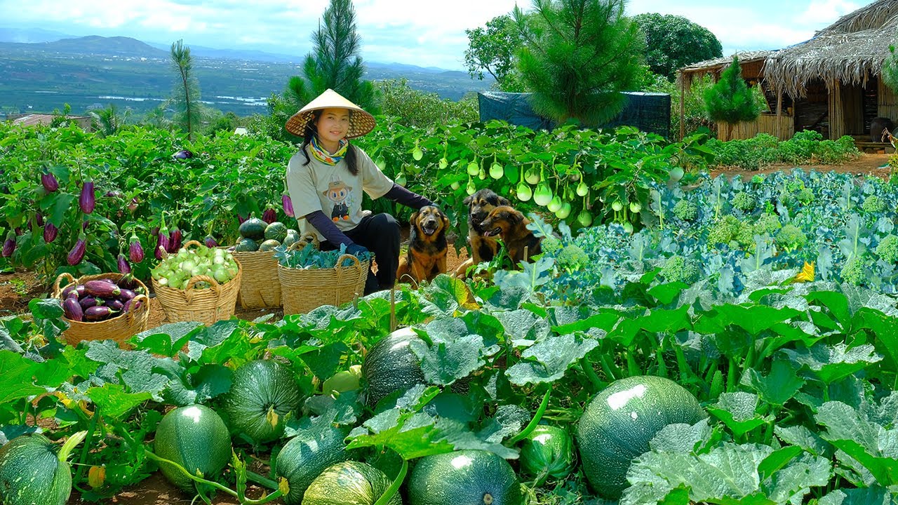 Harvest Homegrown:  Baby Pumpkins, Green Eggplants, Eggplants, Broccoli To Sell At The Market, Farm.