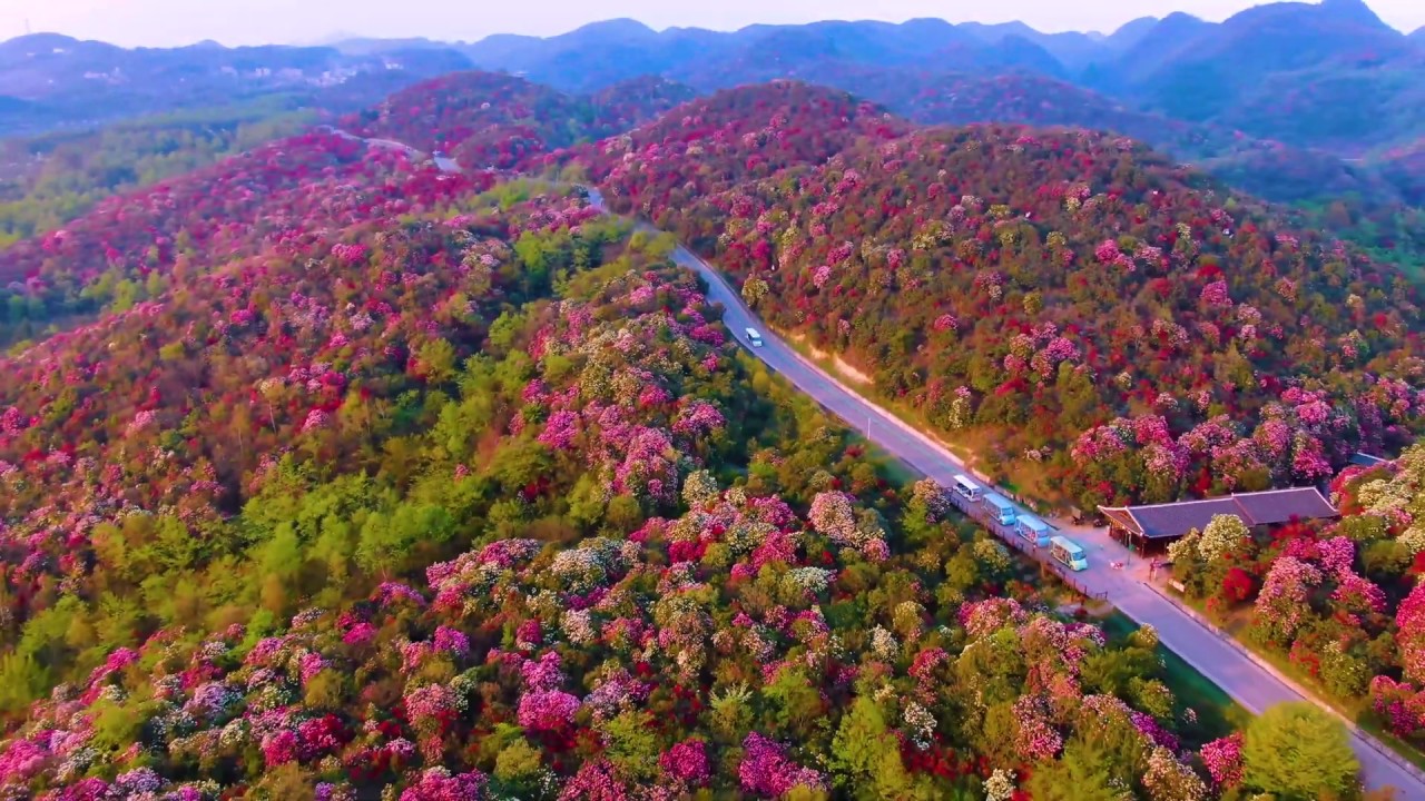 航拍贵州百里杜鹃风景名胜区，太美了